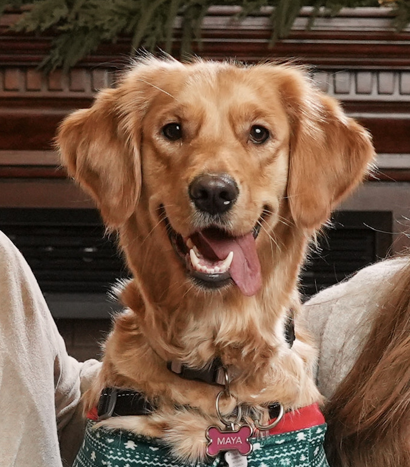 Maya the Golden Retriever smiling with her tongue out, wearing a festive green harness